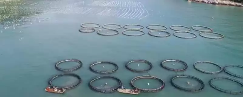 海水鱼养殖福音：大黄鱼和海鲈鱼等好养鱼种介绍-会东网