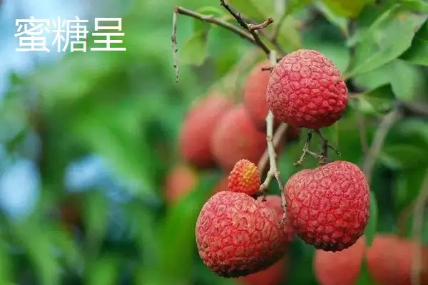 御金球荔枝品种的特性，生长势较强且裂果率低插图5