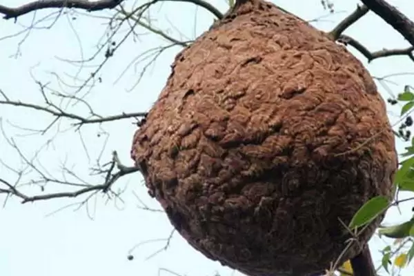 野生马蜂窝的价格，食用型蜂窝一斤通常超过80元插图1