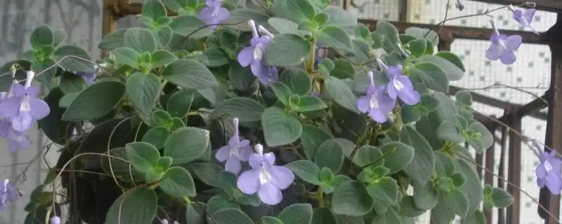 碰碰香开花时间揭秘:夏季开花的美丽时刻插图 碰碰香开花时间揭秘:夏季开花的美丽时刻插图