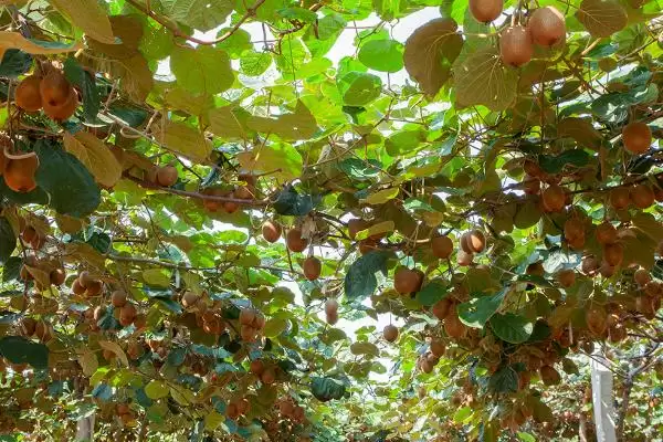 猕猴桃的夏季管理技术有哪些呢 ,猕猴桃夏季施肥应遵循少许多次原则插图4 猕猴桃的夏季管理技术有哪些呢 ,猕猴桃夏季施肥应遵循少许多次原则插图4