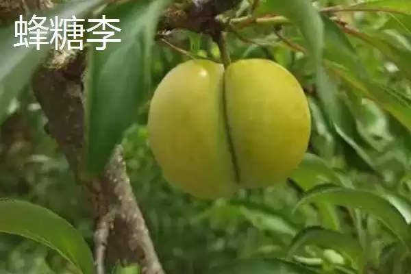 最大的李子品种，目前我国最大李子品种是黑巨王李子插图8