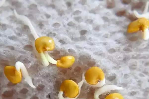 种茄子实现高产的方法和重点？种茄子实现高产要做好哪些细节？插图1