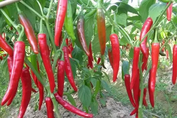 辣椒的种植时间 ,辣椒在春季和秋季种植有何不同？插图3