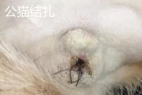 母猫几个月做绝育比较合适呢 ,母猫 7-8 个月时做绝育是比较合适的插图2