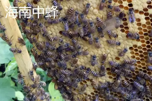 中蜂的品种，群势大小不一插图8