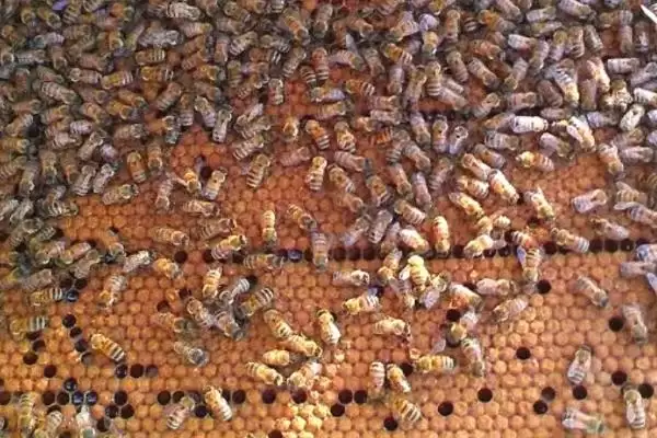 意蜂怎样组织双王群，先混淆两群蜂的群味后再组成双王群插图4