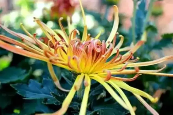 菊花夏天的放置问题 ,夏天菊花放外面要做哪些防护呢？插图2