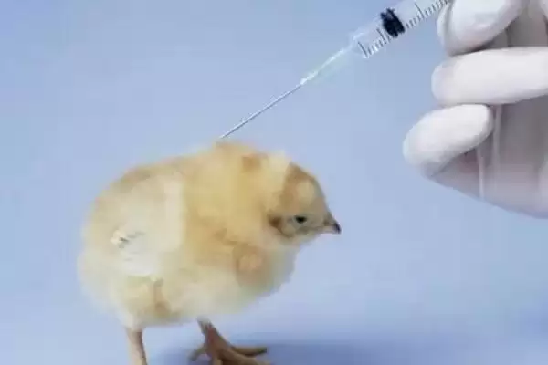 明确小鸡是否需要喝水的方法和重点？养鸡要做好哪些饮水管理？插图3