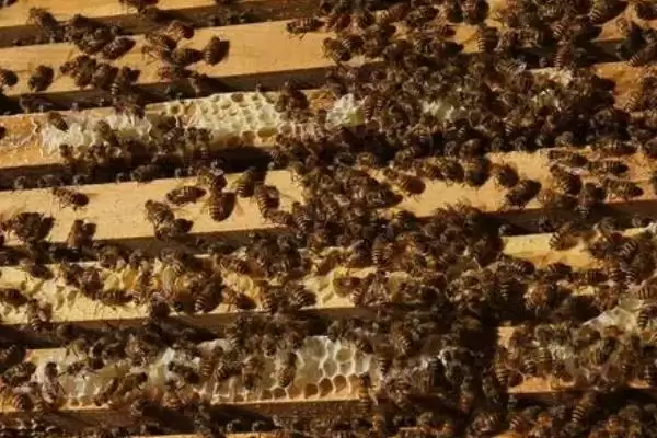 蜜蜂怎么合群不会打架，群味越接近和并蜂群时就越安全插图3