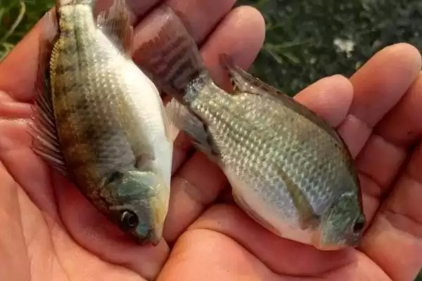 罗非鱼的泥腥味重不重 ,罗非鱼的泥腥味程度如何插图1