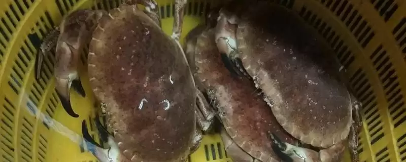 面包蟹属于什么品种的蟹类呢 ,面包蟹是黄道蟹、馒头蟹等蟹类统称-会东网