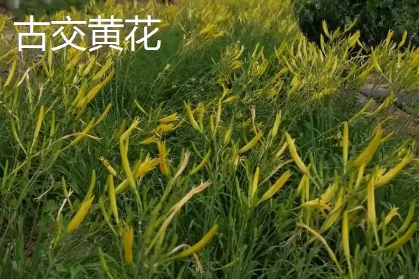 山西省娄烦县的特产，莜面栲栳栳为当地的传统小吃插图8