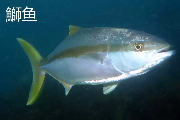 海水鱼养殖福音：大黄鱼和海鲈鱼等好养鱼种介绍插图4