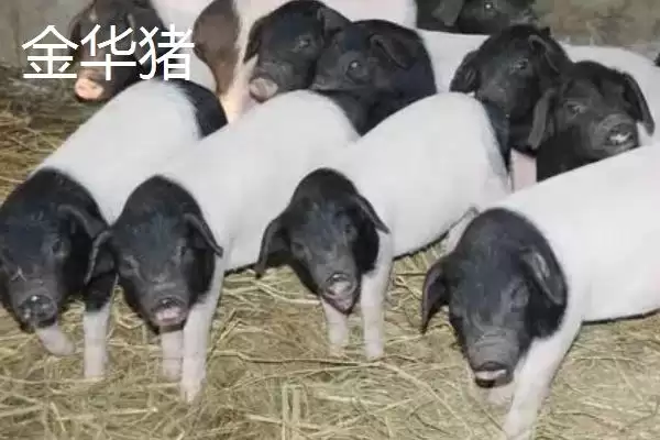 认识我国猪品种的方法和重点?养猪要做好哪些品种选择细节?插图2 认识我国猪品种的方法和重点?养猪要做好哪些品种选择细节?插图2