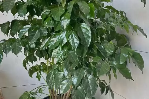 解决幸福树叶片发黄脱落的方法和重点?解决幸福树叶片发黄脱落要做好哪些细节?插图3 解决幸福树叶片发黄脱落的方法和重点?解决幸福树叶片发黄脱落要做好哪些细节?插图3