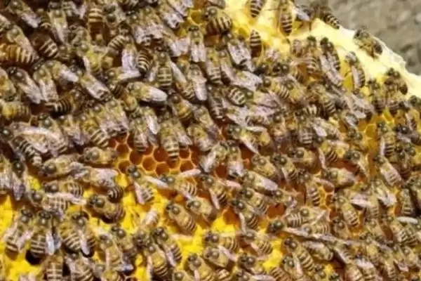 蜜蜂春繁一脾蜂过多久才加脾，通常要经过30天以后才能添加插图2