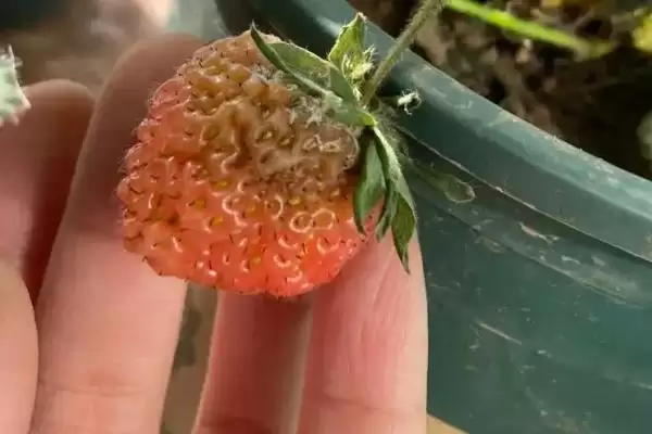 草莓烂果的原因，病害是主要原因之一插图2