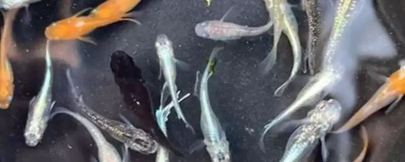 青鳉鱼与藻类的关系：喜欢吃绿藻和丝水藻的原因-会东网