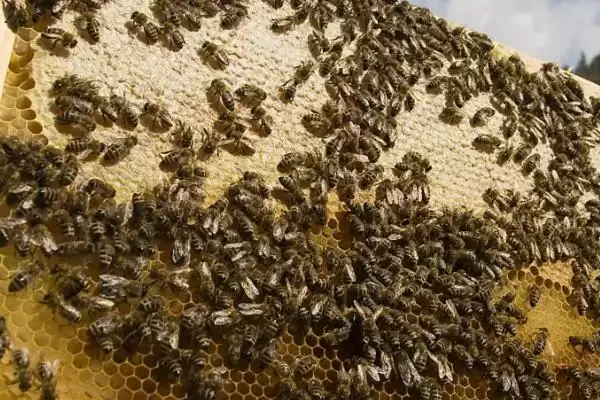 养蜂入门技术，这7个方面都需掌握插图7