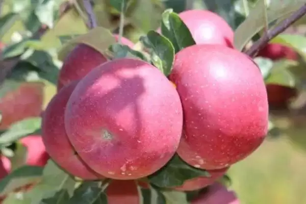 好吃的十大苹果品种,口感和甜度均不同插图3 好吃的十大苹果品种,口感和甜度均不同插图3