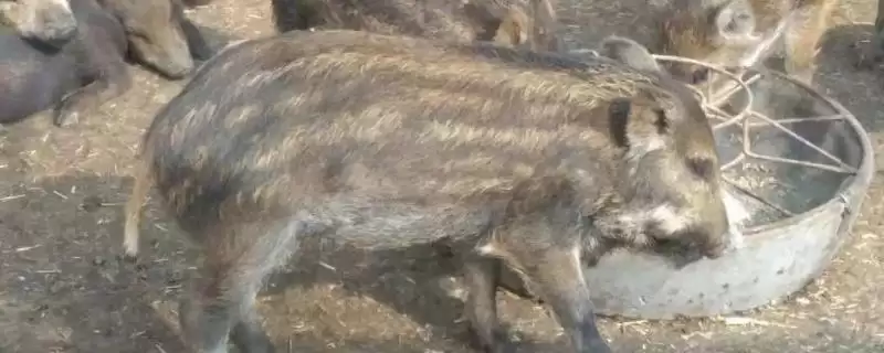 预防野猪养殖疾病的方法和重点？养猪要做好哪些预防细节？-会东网