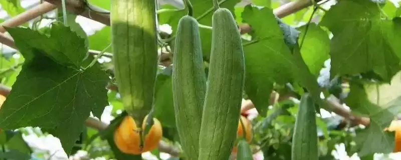 夏季丝瓜种植注意事项的方法和重点？夏季种丝瓜要做好哪些细节？-会东网