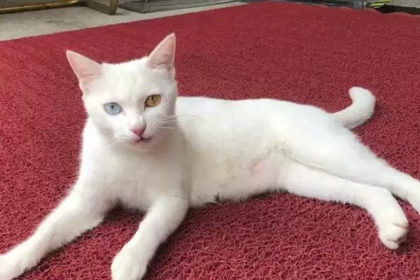 母猫几个月做绝育比较合适呢 ,母猫 7-8 个月时做绝育是比较合适的插图1