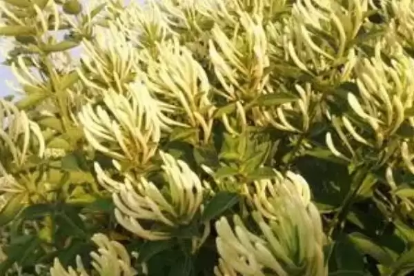 金银花苗的品种介绍 ,如何选择金银花苗的品种呢插图2