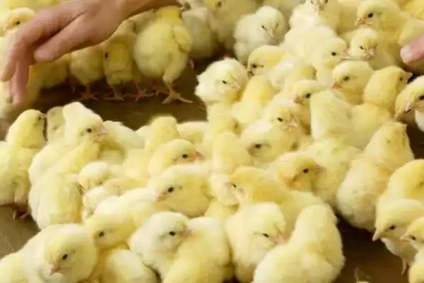 明确小鸡是否需要喝水的方法和重点？养鸡要做好哪些饮水管理？插图2