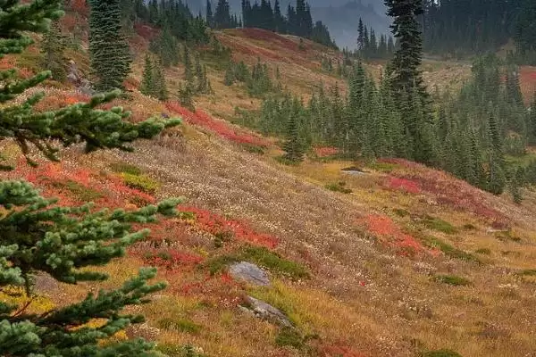 连城白鸭的养殖方法 ,连城白鸭为何选山坡林地饲养？插图1