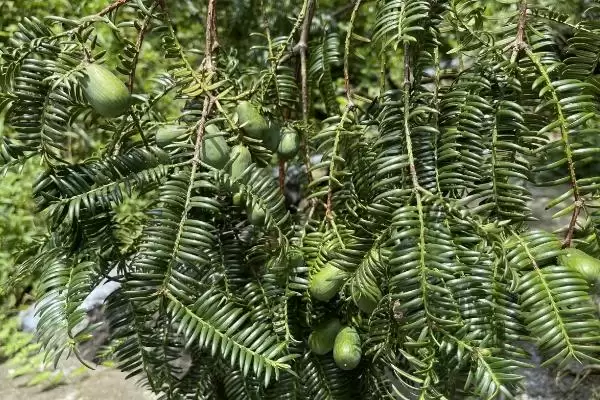 香榧的基本介绍和要点？了解香榧需关注哪些关键信息？插图4
