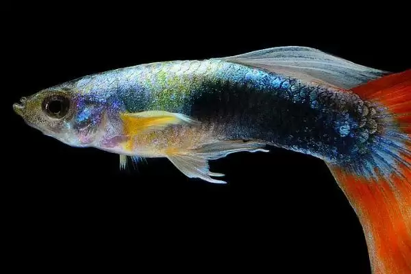 孔雀鱼对黑壳虾的食性 ,孔雀鱼吃黑壳虾是普遍现象吗？插图1
