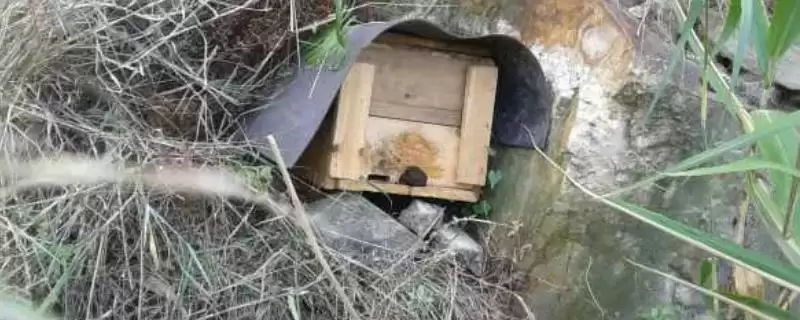 南方如何诱蜂及注意事项，利用蜂蜡可吸引侦查蜂-会东网