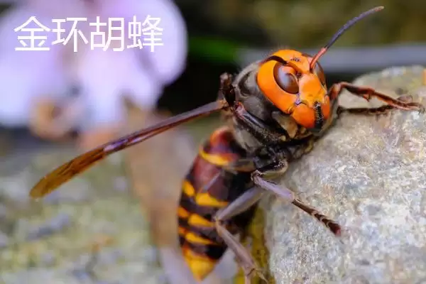 毒蜂的种类，常见以下10种插图1