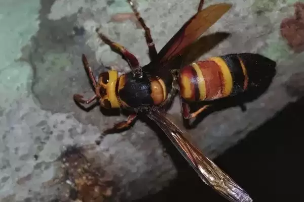 金环胡蜂是什么蜂，是体型最大的胡蜂插图3