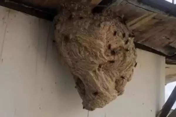 马蜂窝怎么安全处理，试试这4种方法插图1