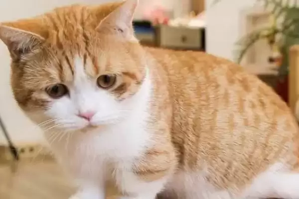 猫咪为什么会吐毛球呢 ,猫咪因毛难消化排出所以吐毛球插图3