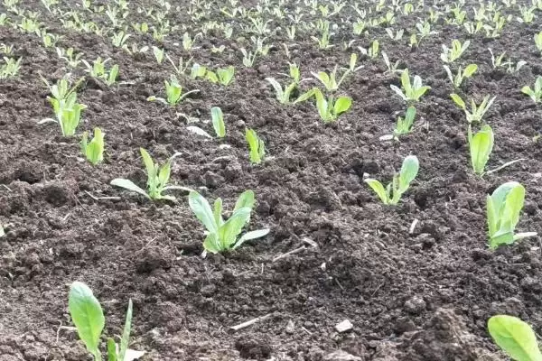 莴笋的种植方法？种植莴笋要遵循哪些科学的种植步骤和管理要点？插图3