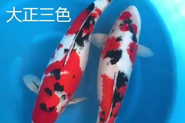锦鲤的常见品种 ,锦鲤有哪些常见的品种类型呢插图2