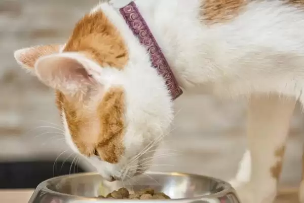 猫反复发烧怎么处理好 ,猫反复发烧先做什么处理插图3