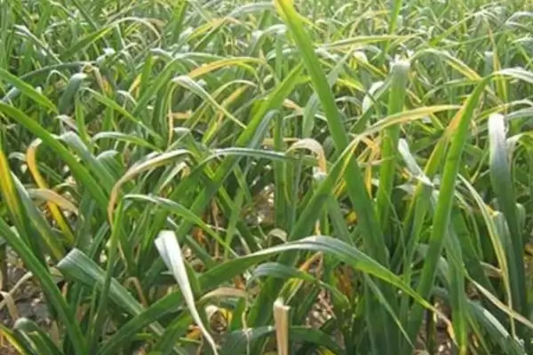 韭菜叶片干尖的原因及防治 ,韭菜叶片干尖如何对症下药进行防治？插图1