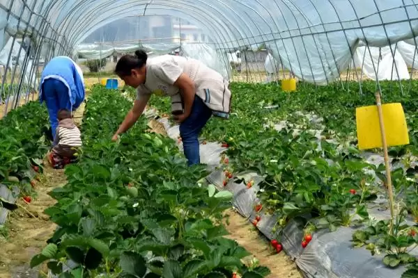 草莓的种植技术，生长温度控制在15-20℃之间为佳插图2