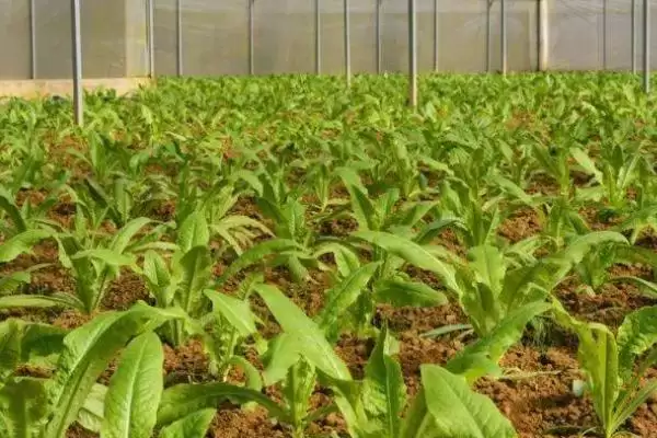 莴笋的种植方法？种植莴笋要遵循哪些科学的种植步骤和管理要点？插图5