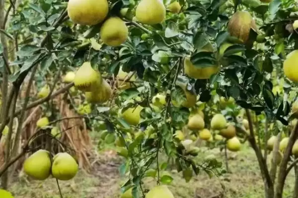 了解柚子成熟时间的方法和重点？了解柚子成熟时间要做好哪些细节？插图1