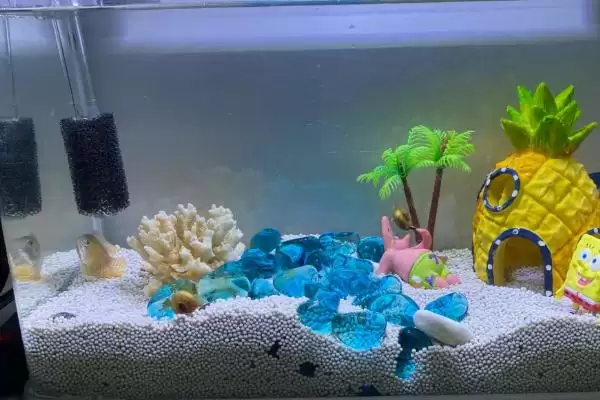 罗汉鱼的养殖技术要点有什么 ,罗汉鱼养殖水质有何要求插图1