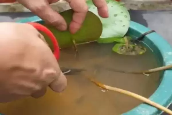 小睡莲无土水培的方法和要点?无土水培小睡莲需掌握哪些关键技巧?插图4 小睡莲无土水培的方法和要点?无土水培小睡莲需掌握哪些关键技巧?插图4