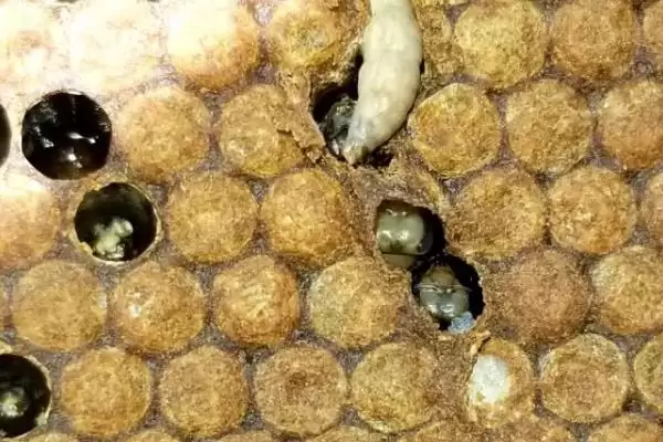 蜂王是如何产生的，分为自然分蜂王、自然交替王、急造王、人工王四种插图9