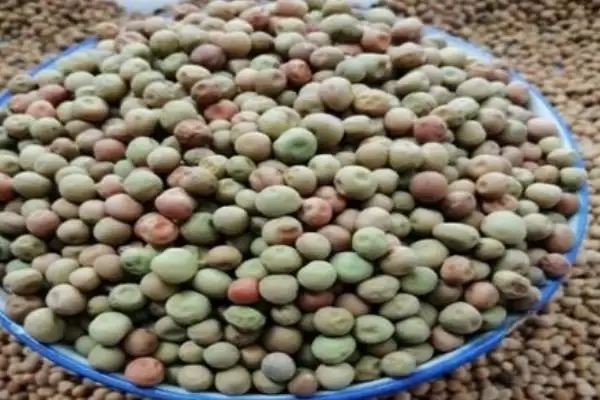 蔬菜种子如何催芽?催芽蔬菜种子要掌握哪些科学的催芽方法和步骤?插图3 蔬菜种子如何催芽?催芽蔬菜种子要掌握哪些科学的催芽方法和步骤?插图3