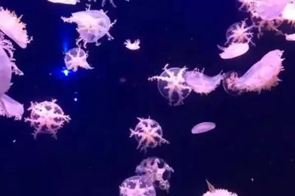 水母常见的品种？认识水母常见品种要了解哪些关键的物种分类和特性？插图3